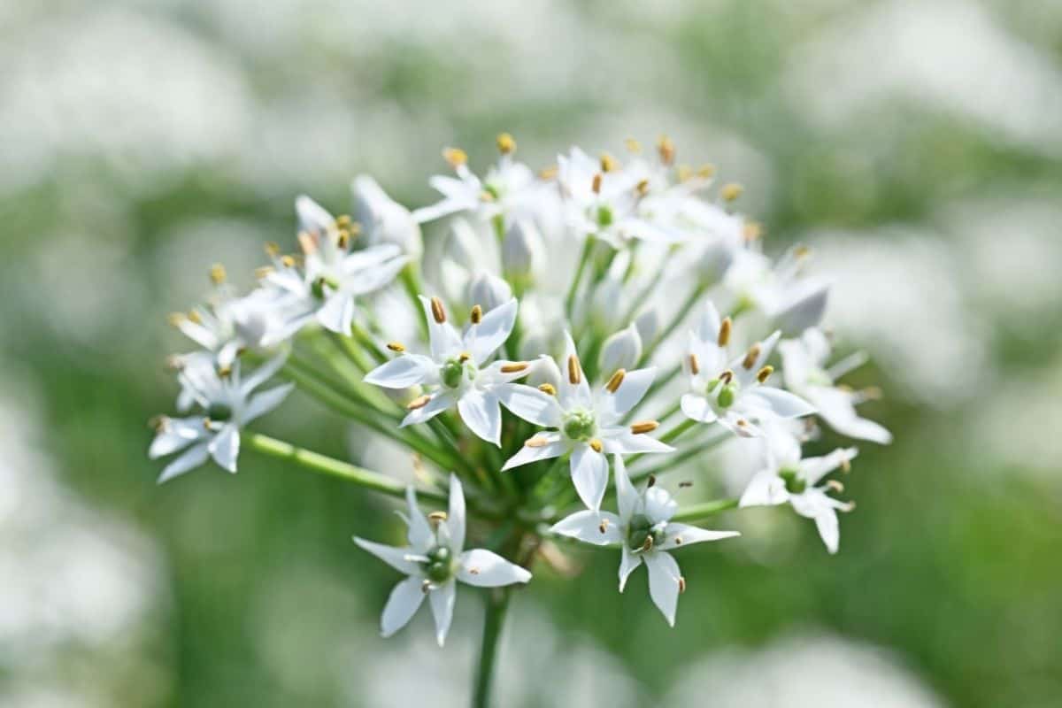 garlic chive flowers