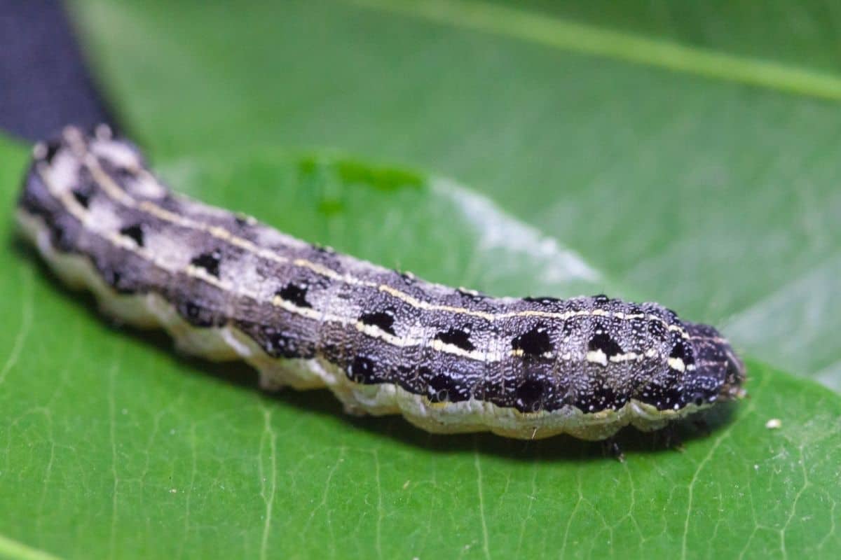 gray cutworm