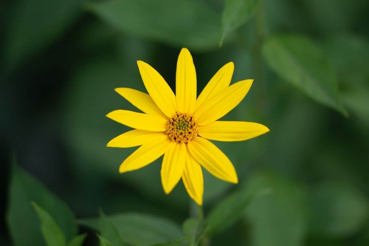 helianthus divaricatus flower