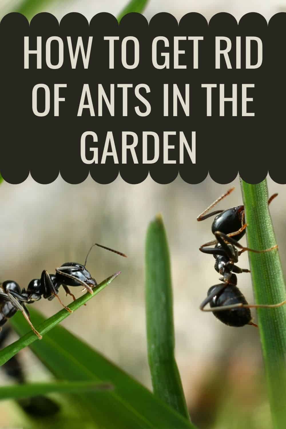 How to get rid of ants in the garden