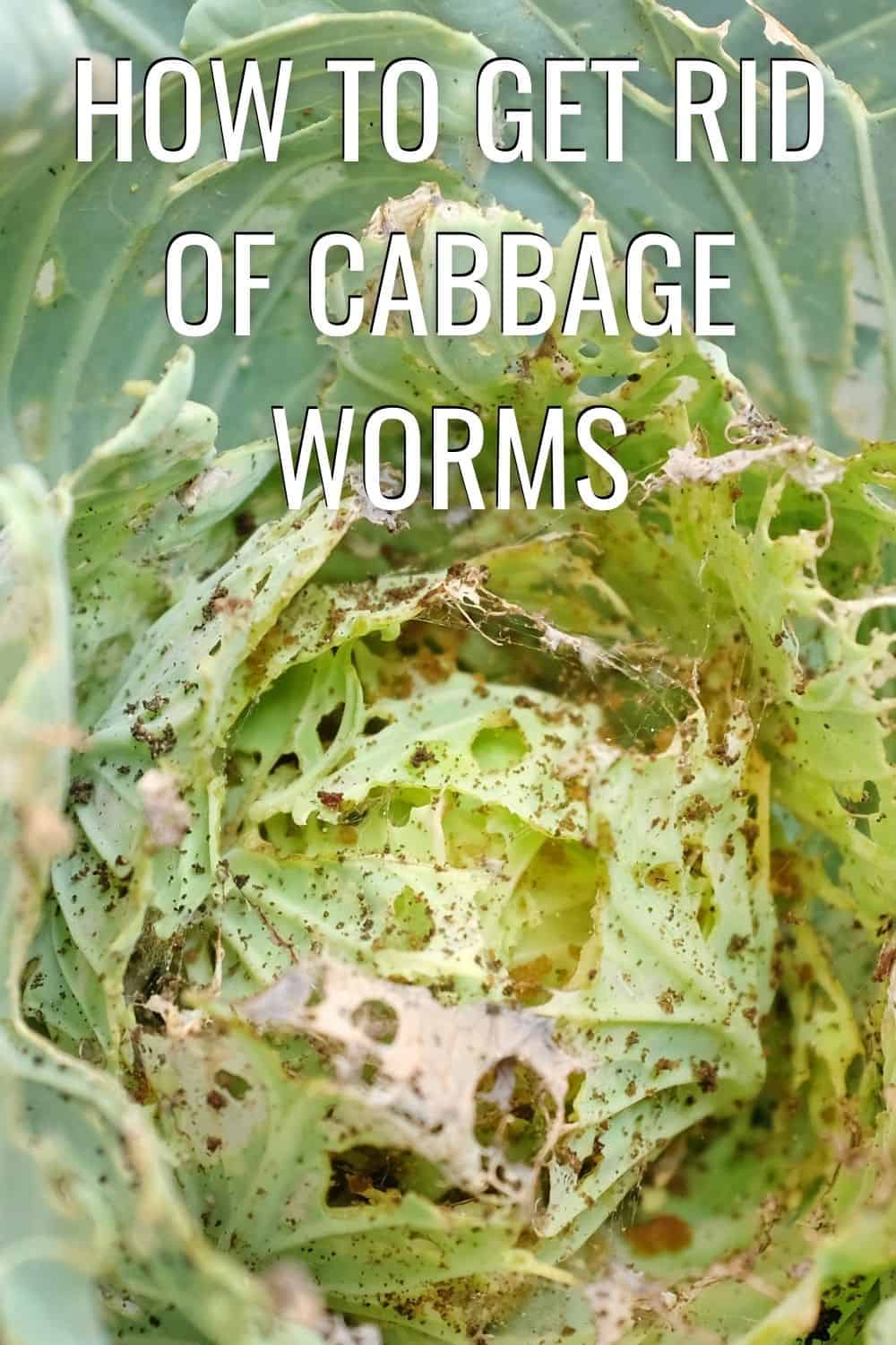 How to get rid of cabbage worms