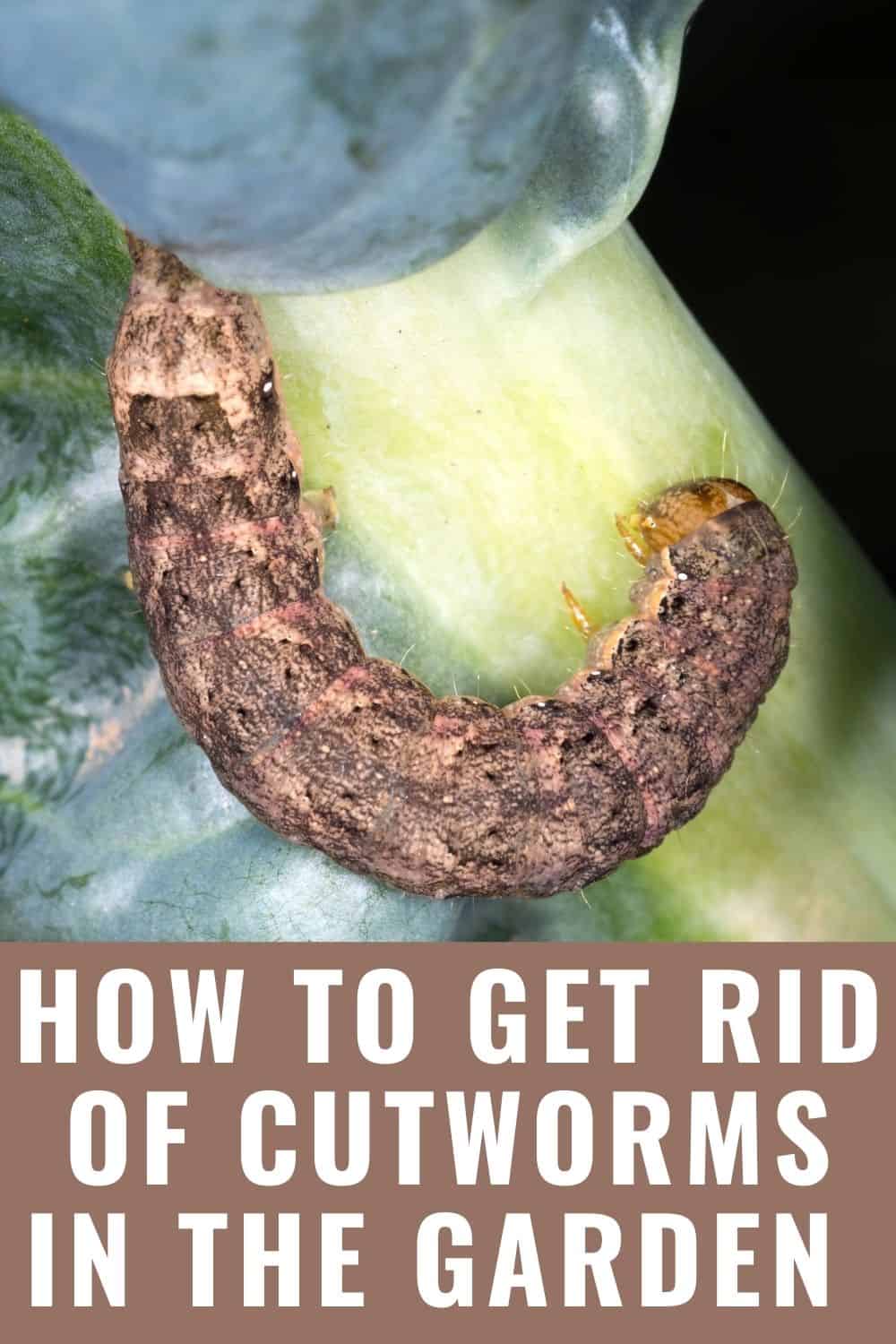 how to get rid of cutworms in the garden