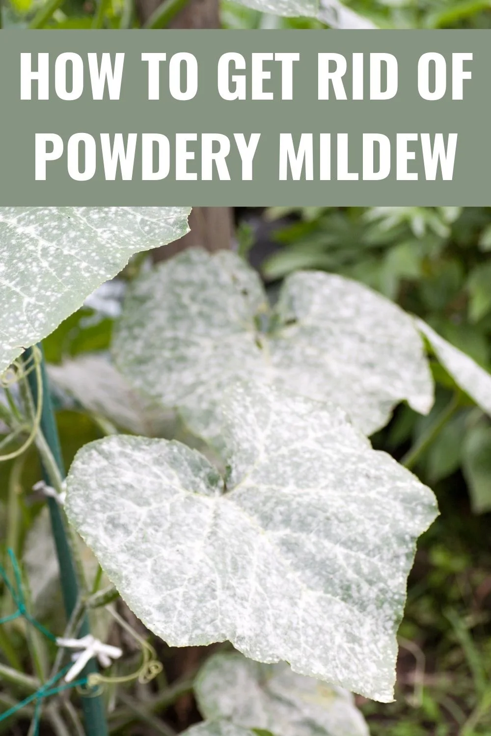 How to get rid of powdery mildew