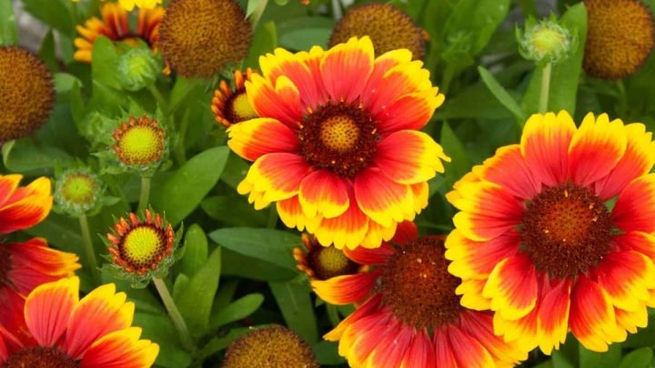 Mississippi Native Plants List: 16 Best Southern Landscaping Plants