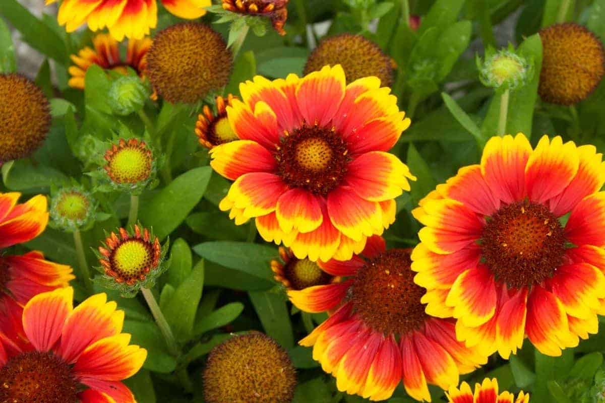 Indian blanket flowers