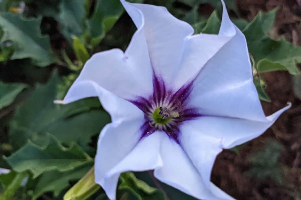 jimsonweed flower