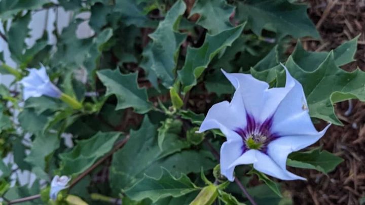 What Is Jimsonweed – Why And How To Get Rid Of It