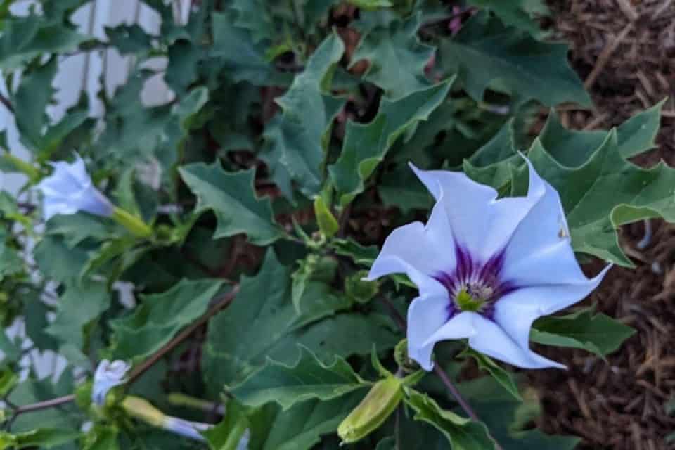 What Is Jimsonweed Why And How To Get Rid Of It