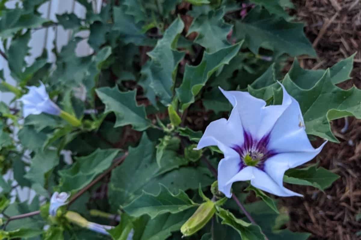 Jimsonweed plant