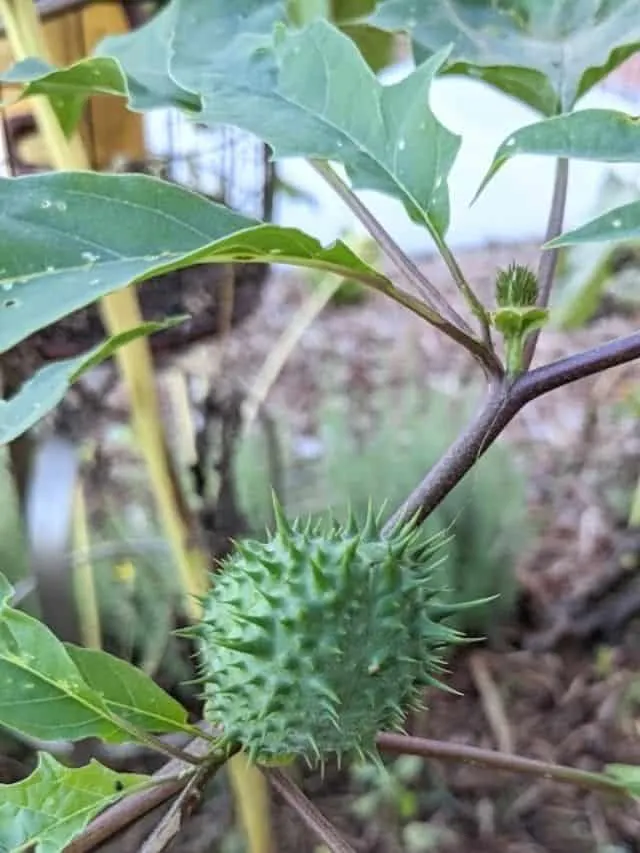 green prickly jimson weed seed pod