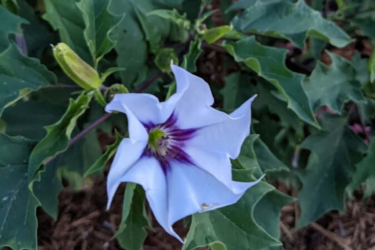 jimsonweed flower