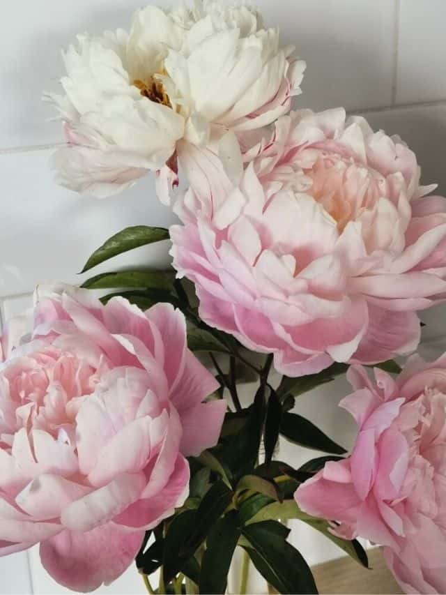 blush colored peonies