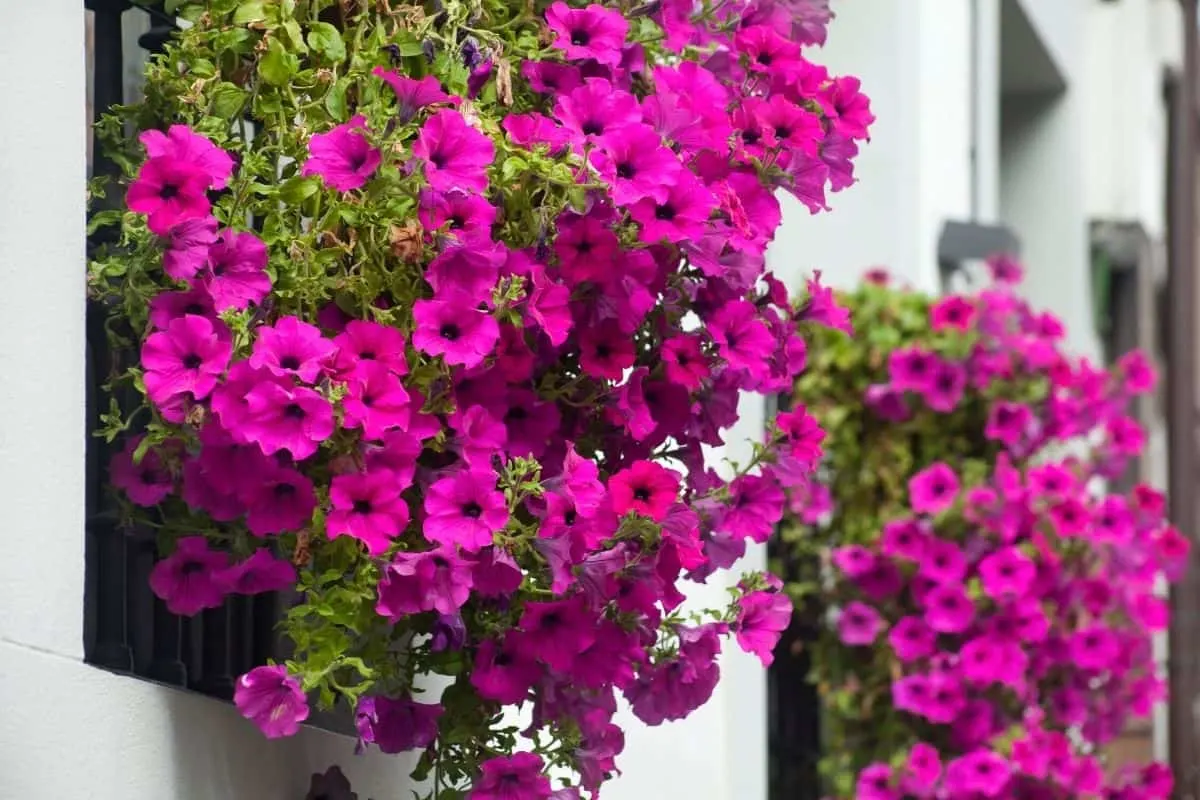 a window box filled with hot pink petunias