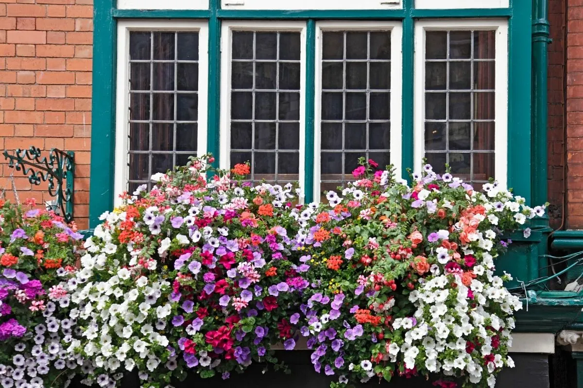 window box filled with colorful petunia flowers