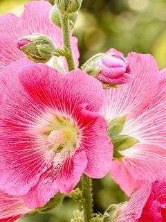 pink hollyhock flowers