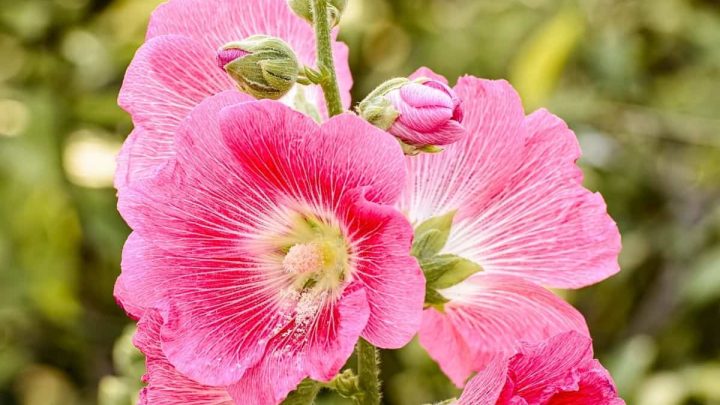 Kansas Native Plants List: 11 Best Wildflowers to Brighten Your Lawn