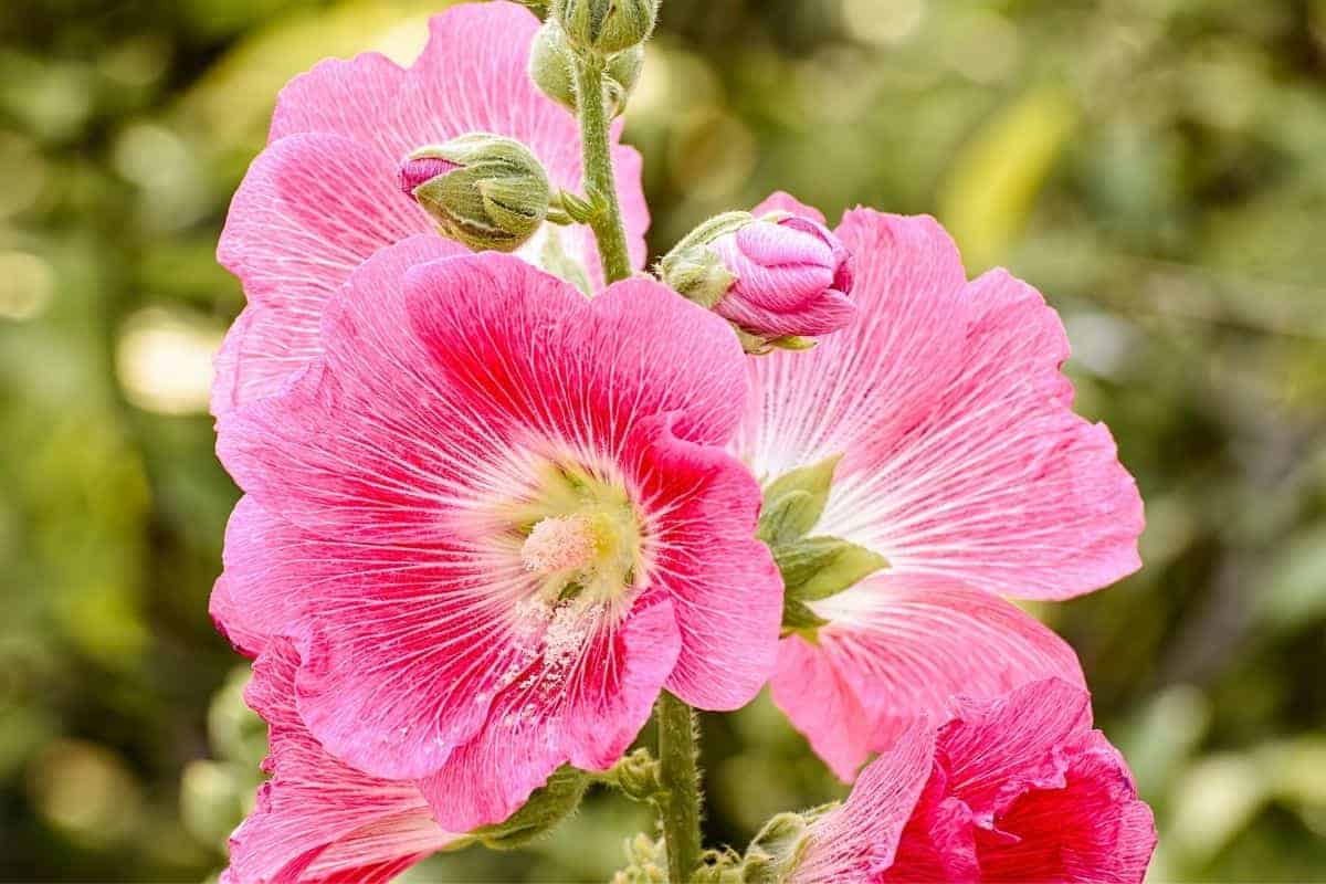 pink hollyhock flowers