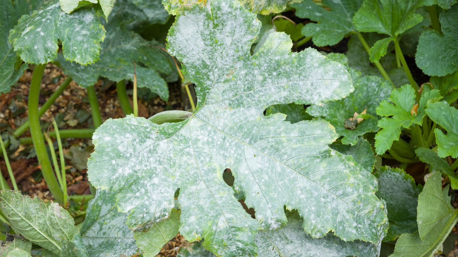 Powdery mildew on zucchini leaves.