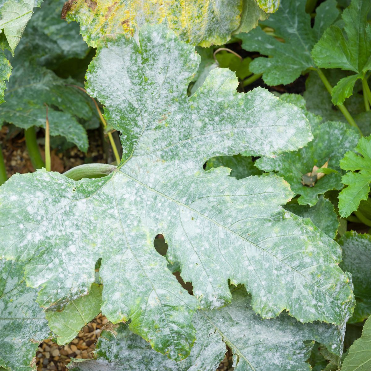 Powdery mildew on zucchini leaves.