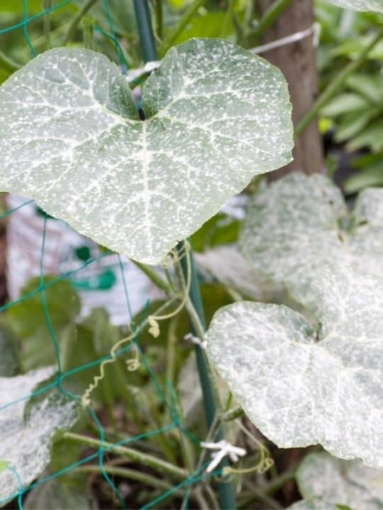 New Hampshire Native Plants List 10 Beautiful Flowering Plants