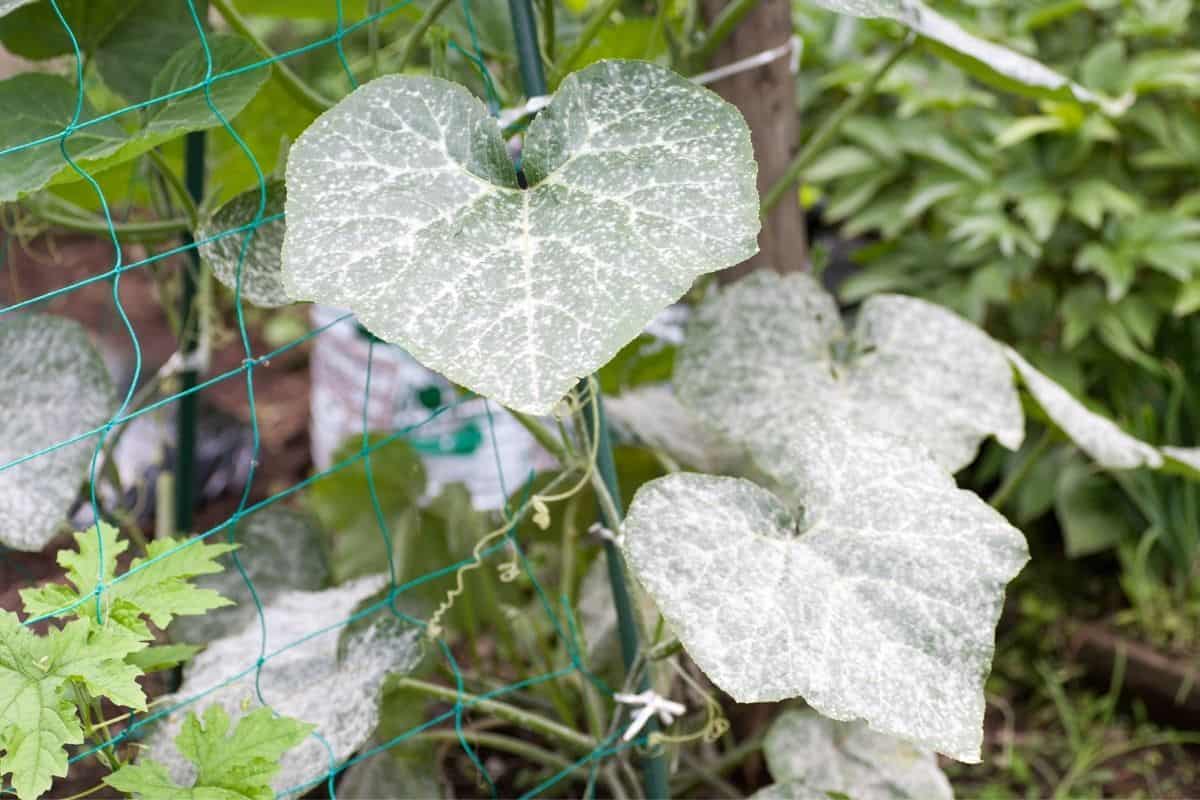 powdery mildew