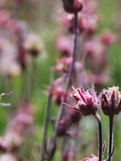 prairie smoke geum flower and buds