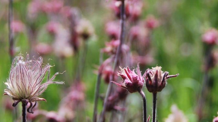 Montana Native Plants List: 16 Awesome Choices for Landscaping