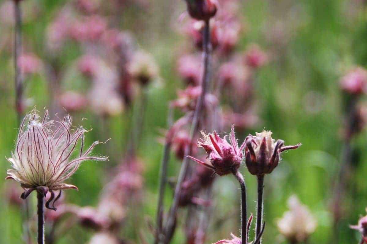prairie smoke geum flower and buds