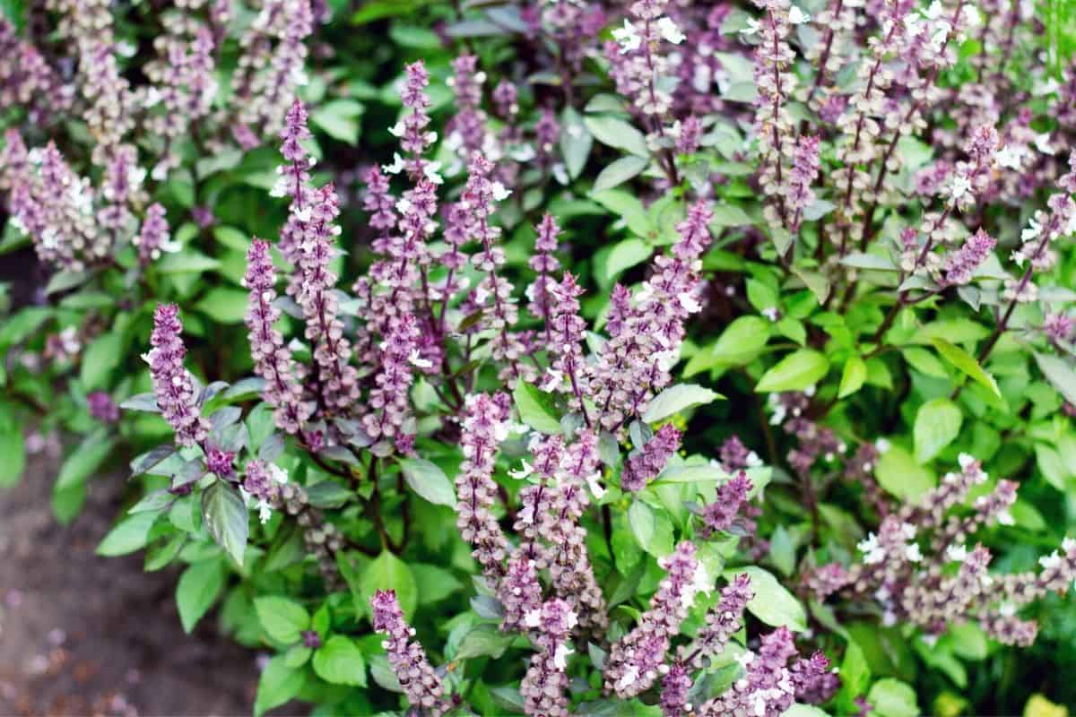 purple basil flowers