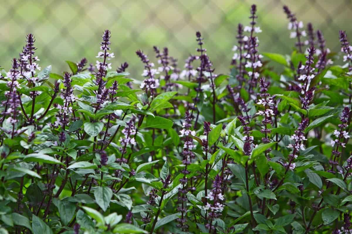 Are Basil Flowers Edible? 10 Delicious Ways To Use Them