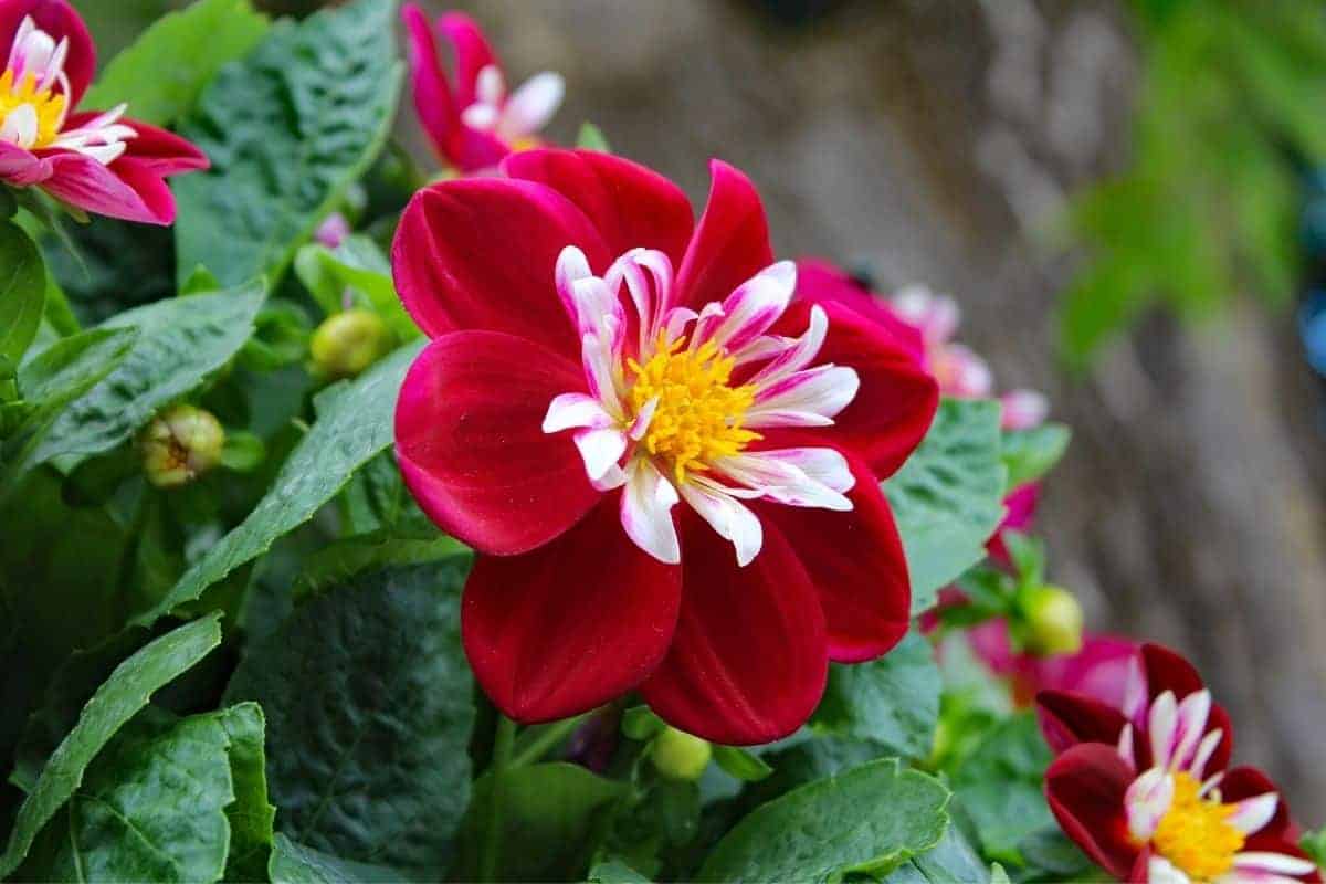 bright red comlumbine flower