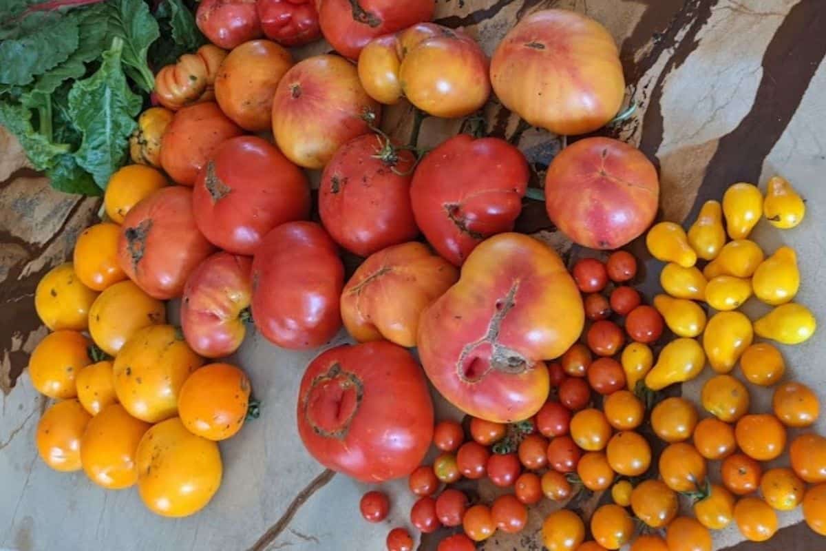 ripe tomatoes I picked to make soup