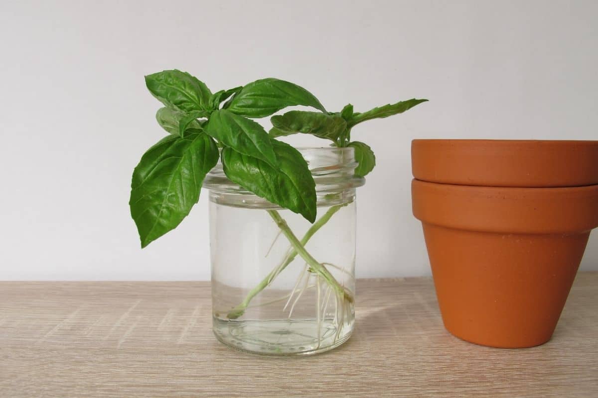 rooting basil in water