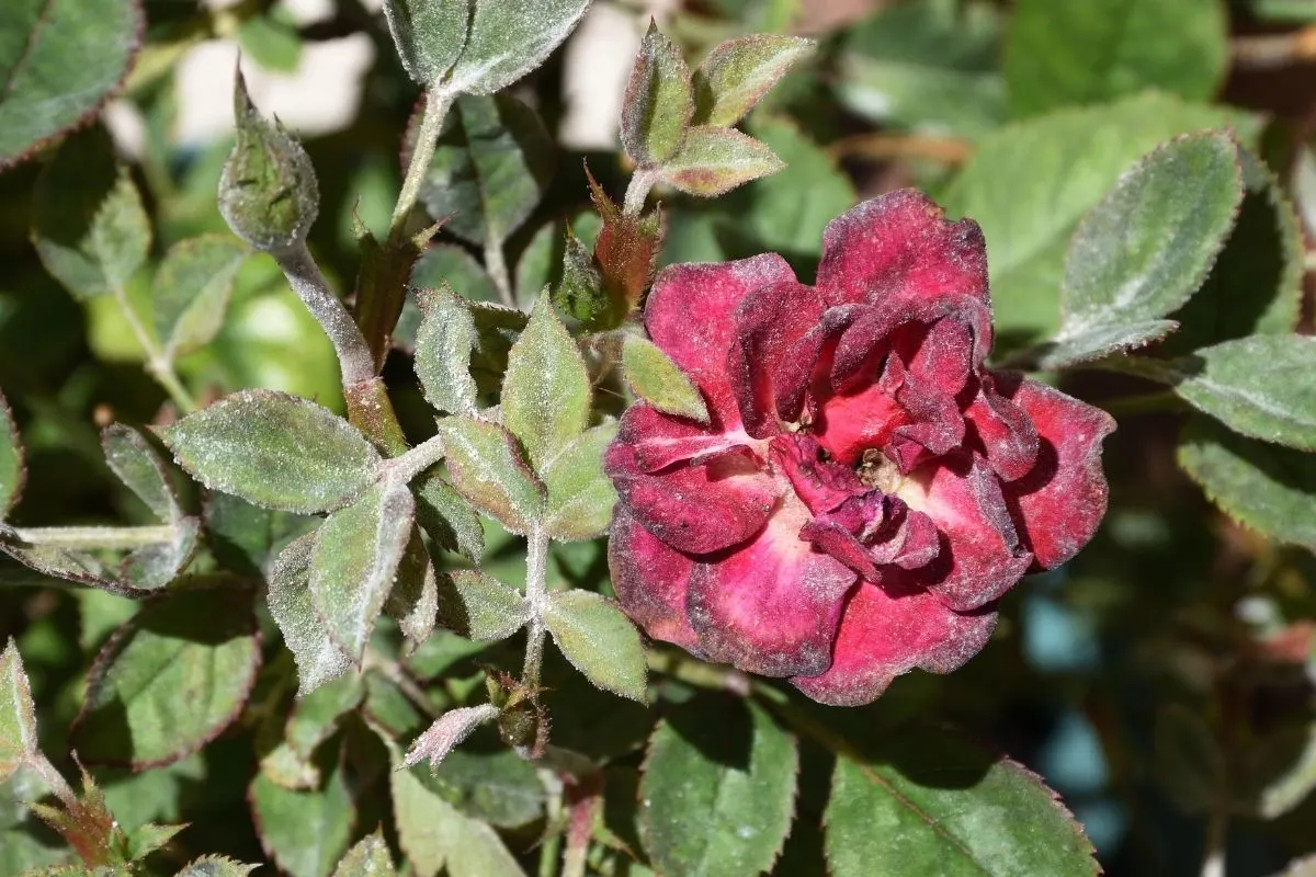 rose attacked by powdery mildew