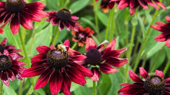 Maryland Native Plants List: 9 Stunning Garden Choices