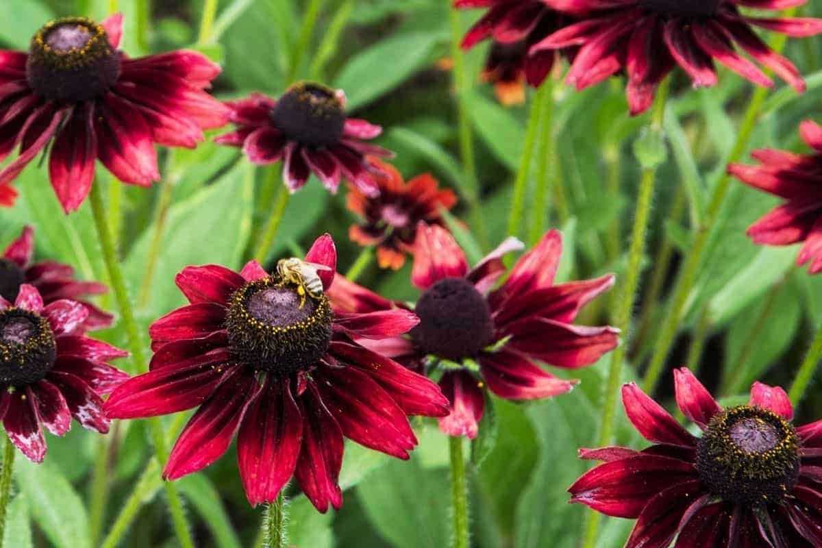 deep red rudbeckia cherry brandy flowers