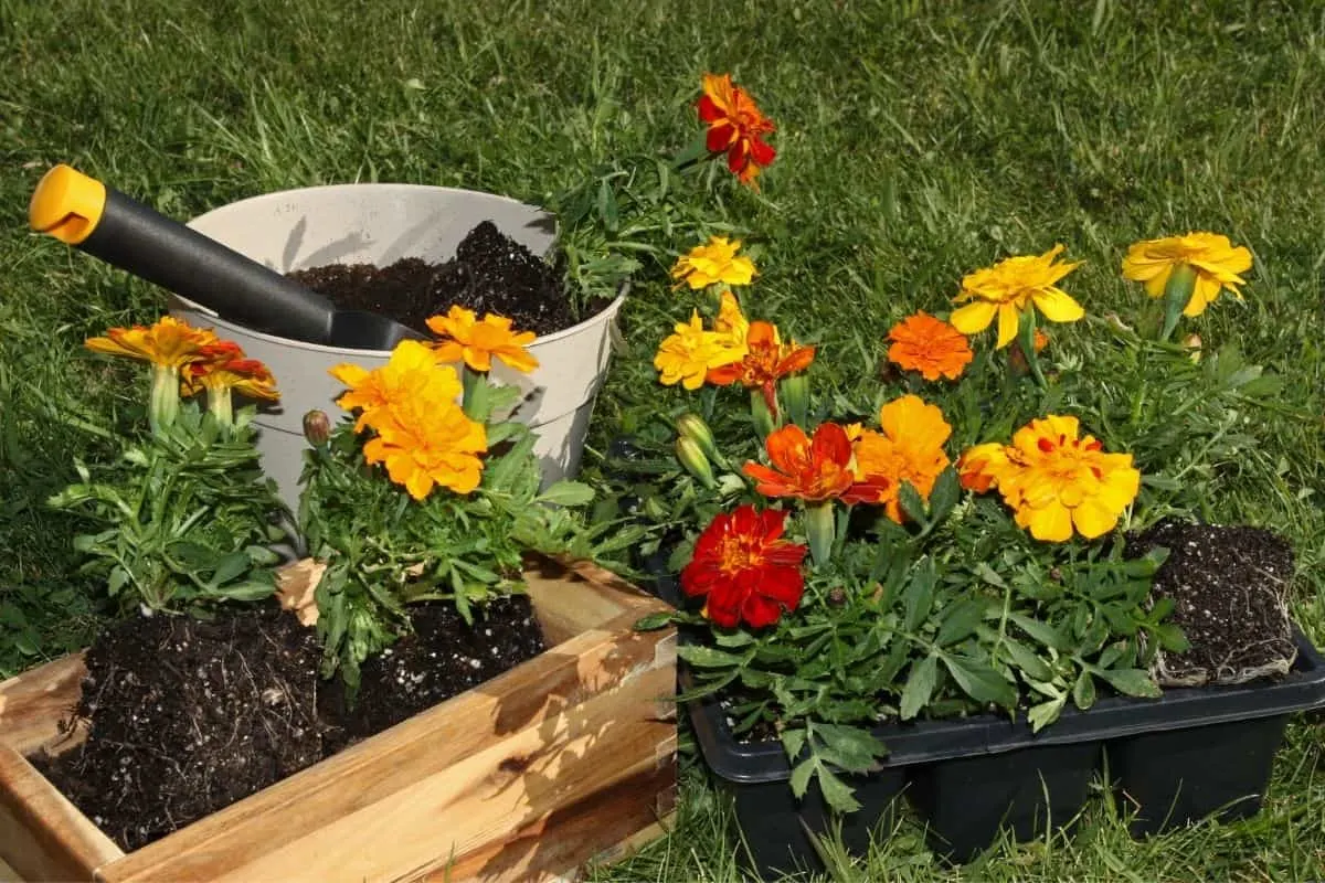 small marigold plants ready to plant in the garden