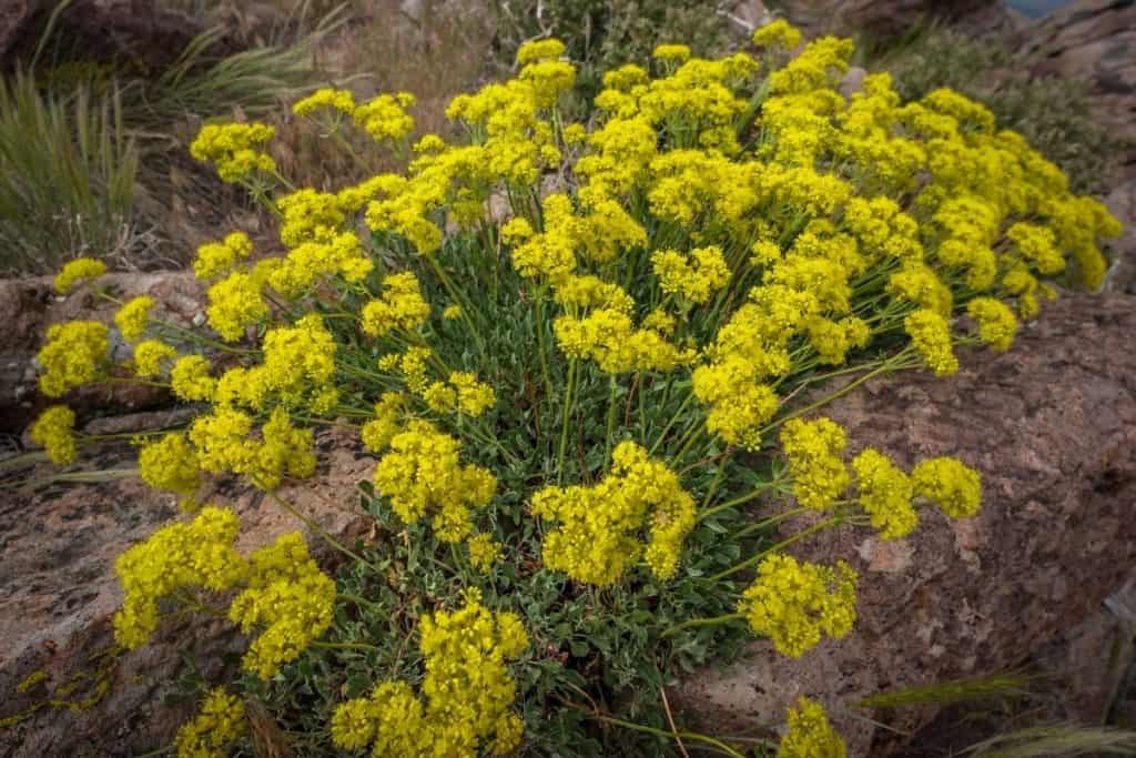 Nevada Native Plants List 18 Magnificent Garden Options