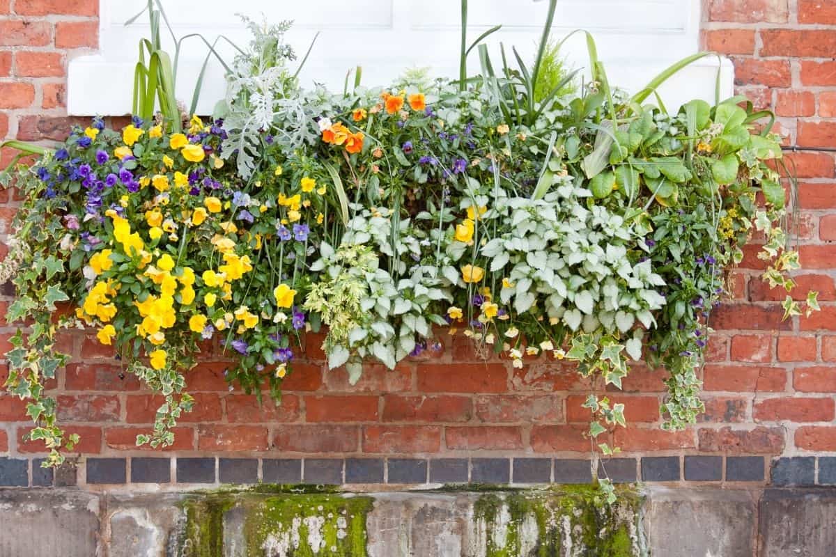 bright colored flowers in a summer window box