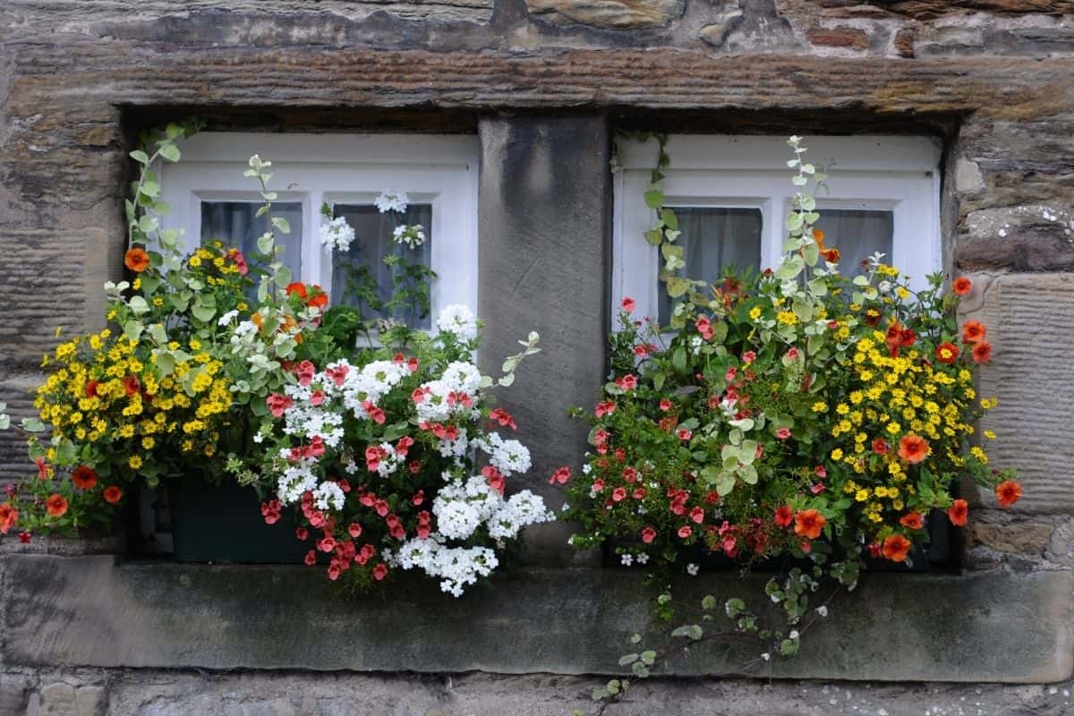 sun loving window box