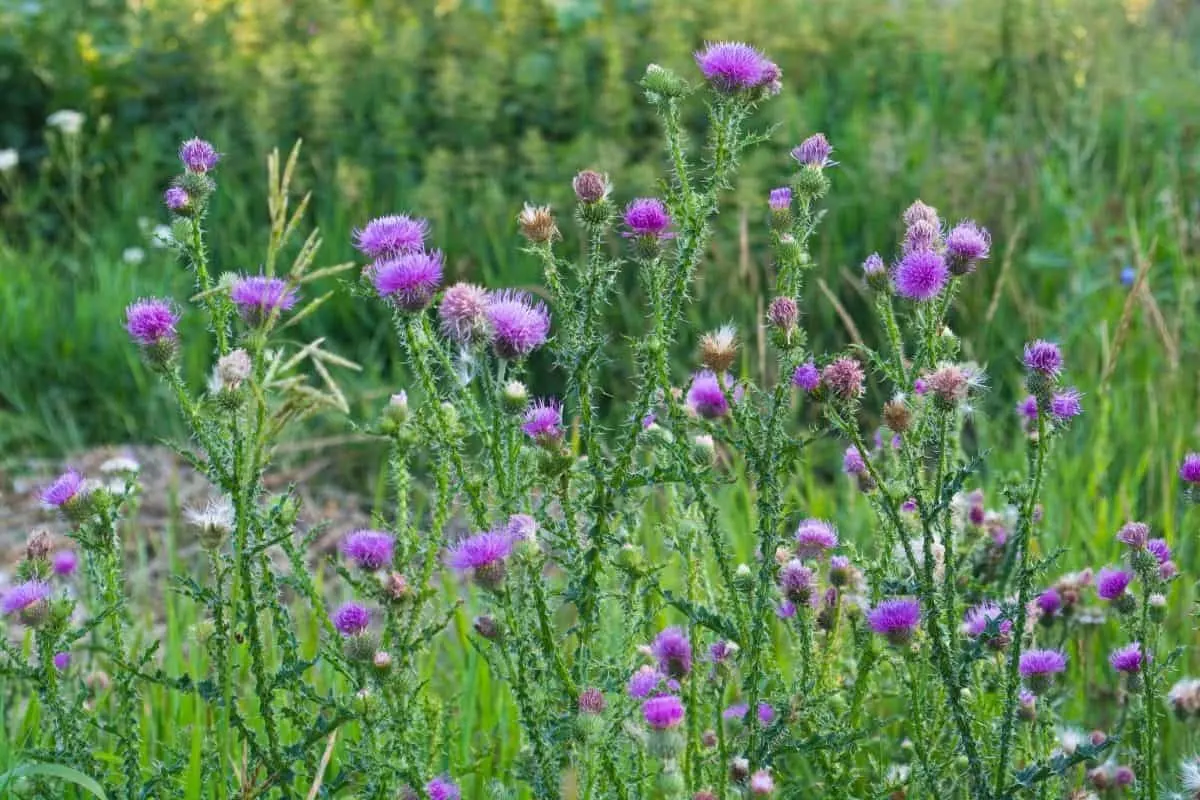 tall thistle flowers