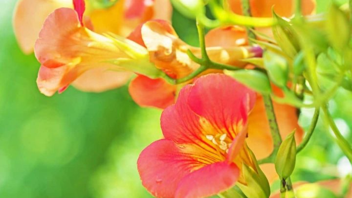 New Hampshire Native Plants List: 10 Beautiful Flowering Plants