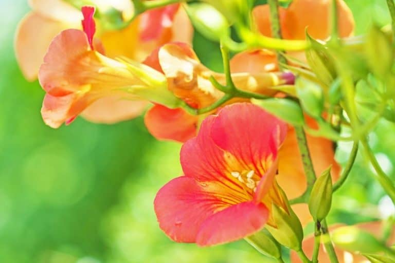 trumpet creeper flowers
