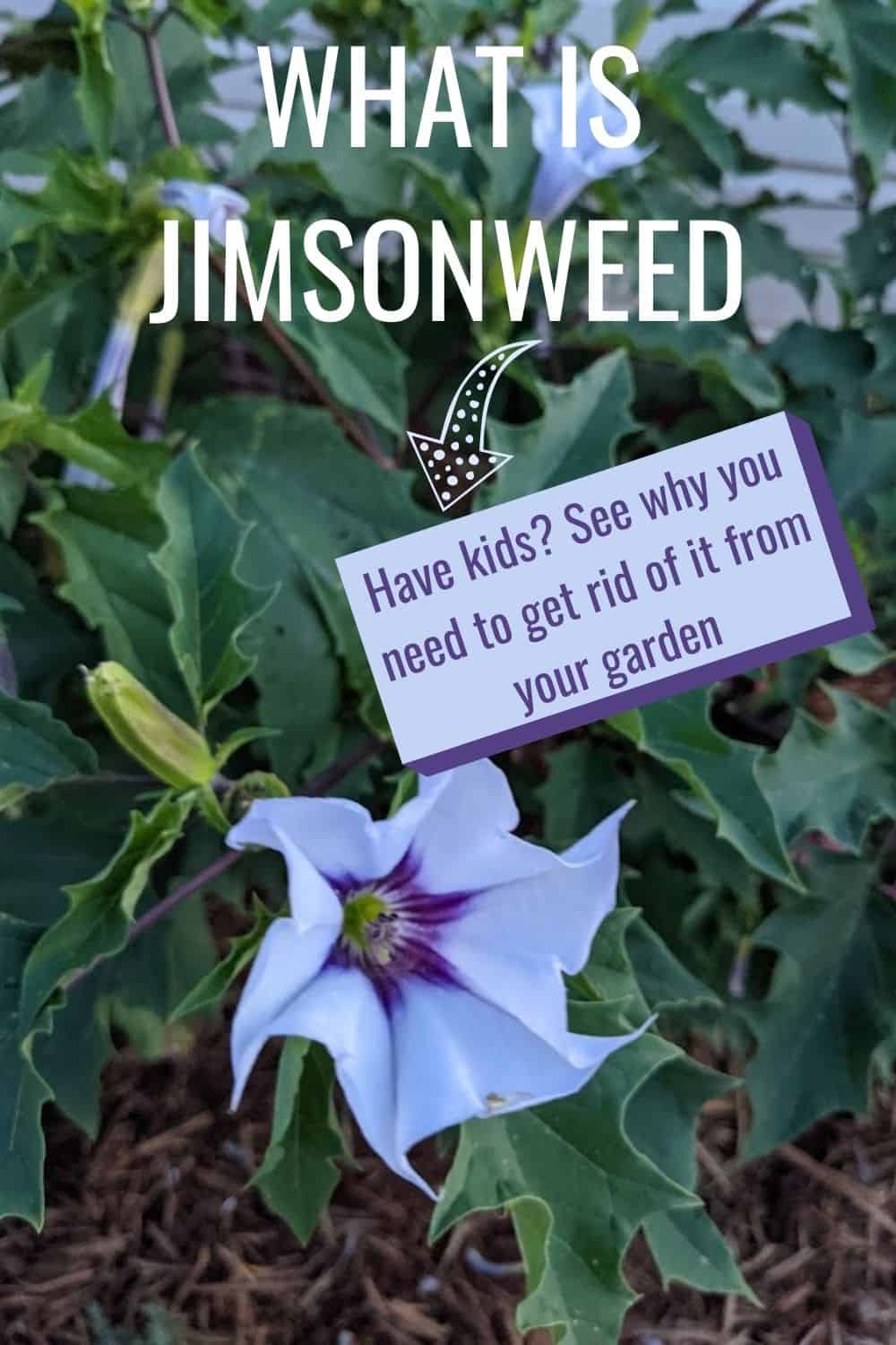 What is jimsonweed