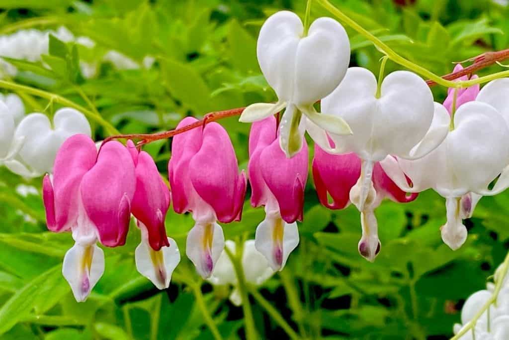 Maine Native Plants List 13 Stunning Plants For Your Landscape