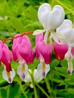 white and pink bleeding heart flowers