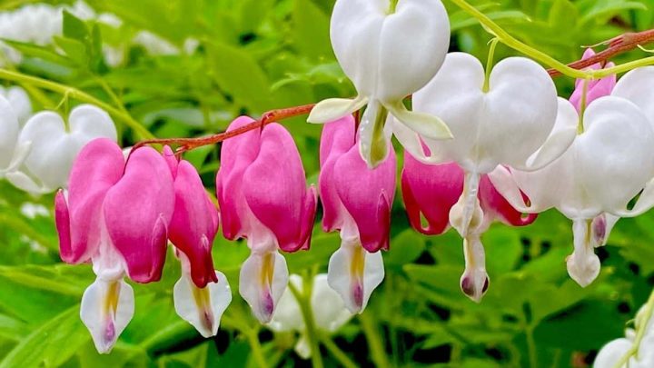 Maine Native Plants List: 13 Stunning Plants For Your Landscape