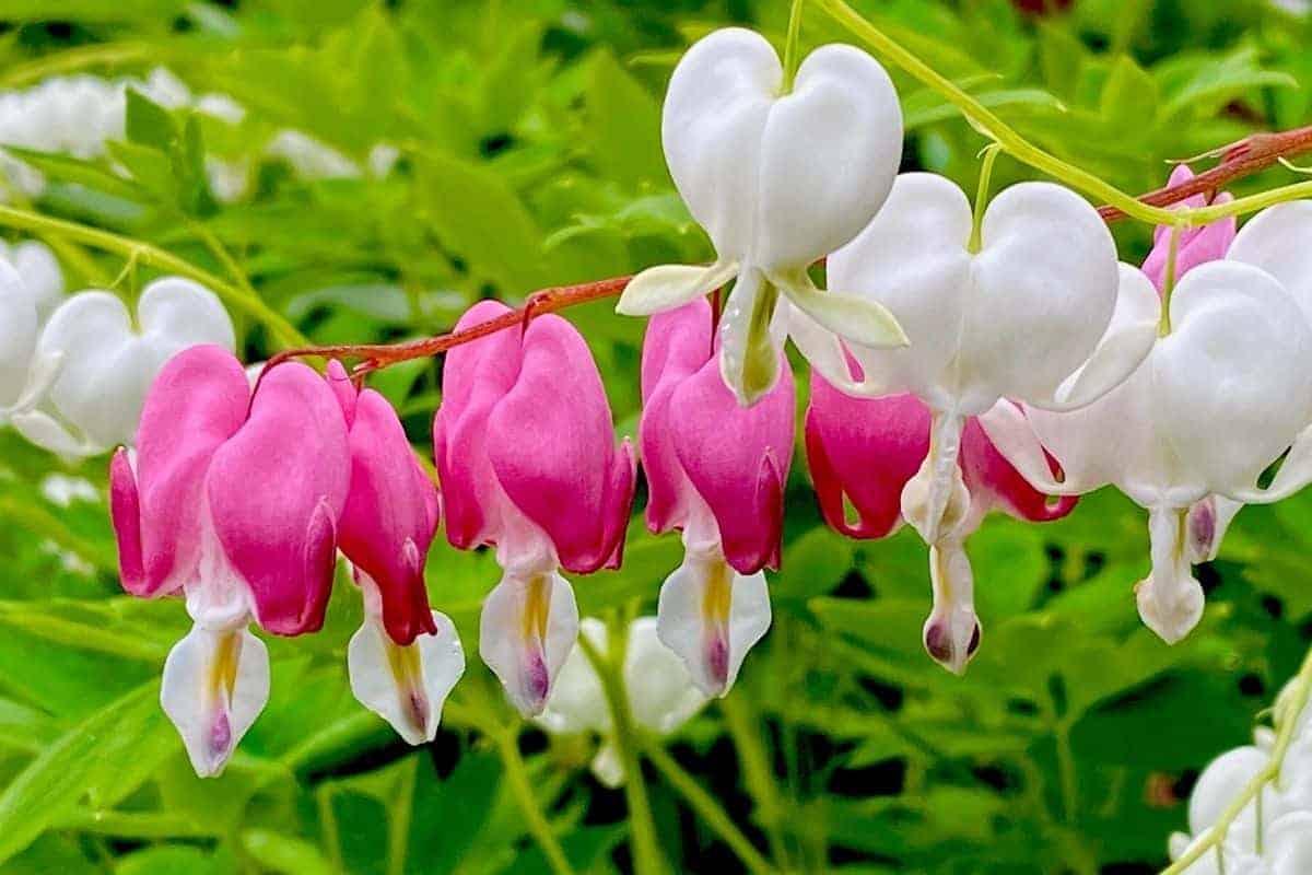 white and pink bleeding heart flowers