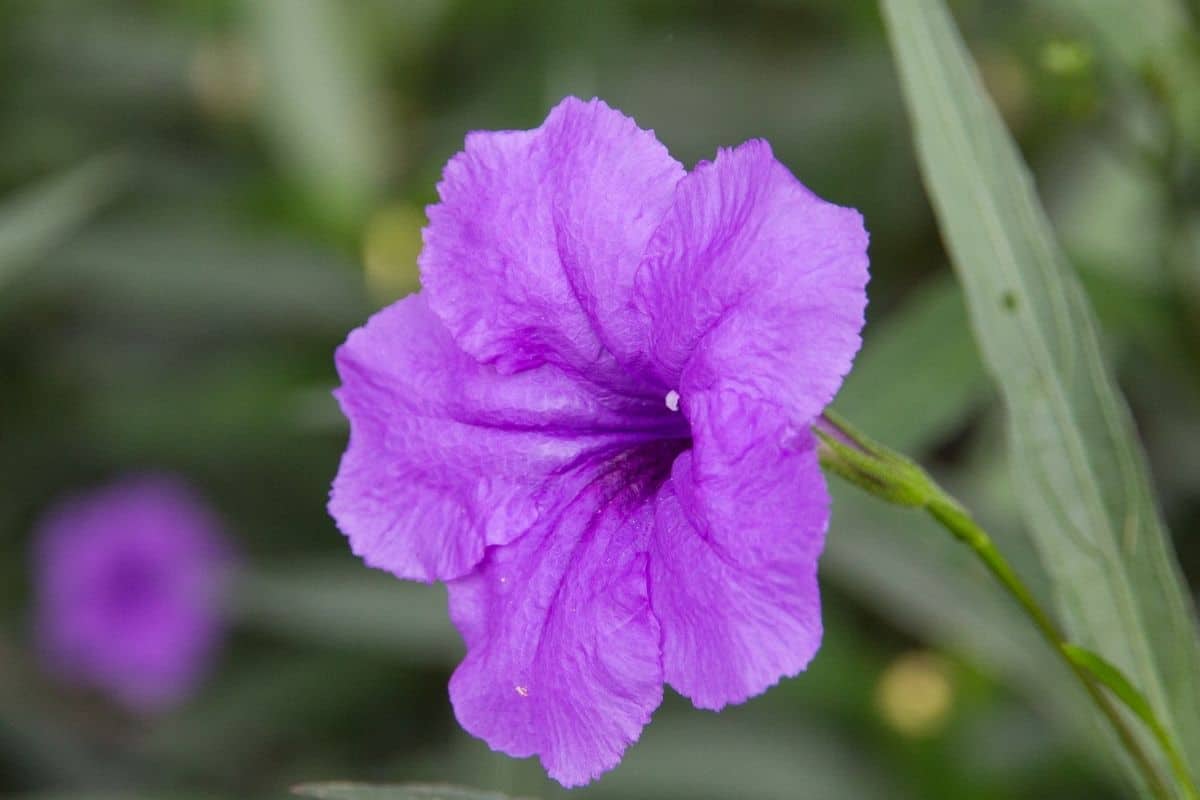 wild petunia