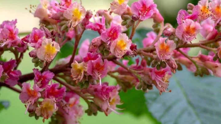 Tennessee Native Plants List: 12 Gorgeous Garden Flowers